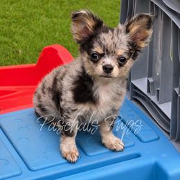 High Roller - Blue merle male Chihuahua puppy in Bowdon, Georgia from Paschal's Pups