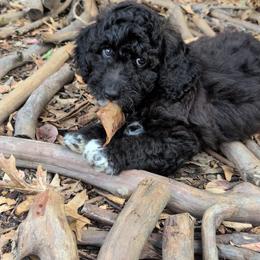 Ash - Black and white male Saint Berdoodle puppy in Garland, Texas from Brewer's Doodles and French Bulldogs
