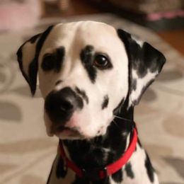 Dalmatian All Grown Up from Antietam Dalmatians