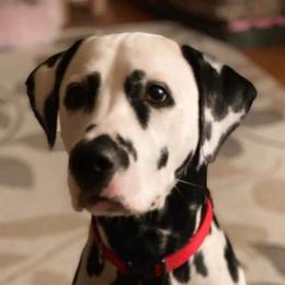 Dalmatian All Grown Up from Antietam Dalmatians