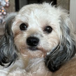 Holly - Maltipoo