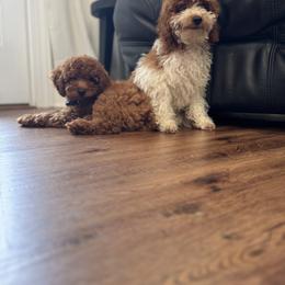Goldendoodle Puppies from Doodle Squad Puppies