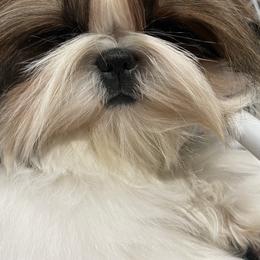 Shih Tzu puppies from Maridee’s ShihTzu