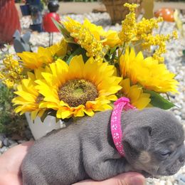 French Bulldog Puppies from Zoomie Time Frenchies