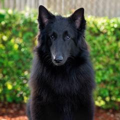 Damon - Belgian Sheepdog