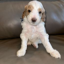 Goldendoodle Puppies from Gracious Doodle Dogs
