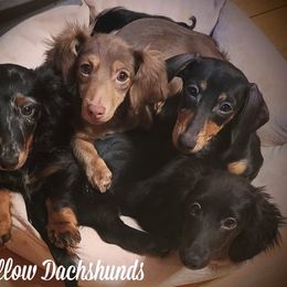 Dachshund Puppies from Ivy Willow Dachshunds