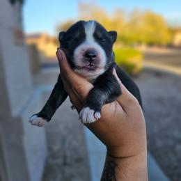 Rose - Black and white female Siberian Husky puppy in Buckeye, Arizona from Anime Huskies