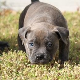 Asher - Blue brindle male American Bully puppy in Easton, Maryland from Night Court Bullies