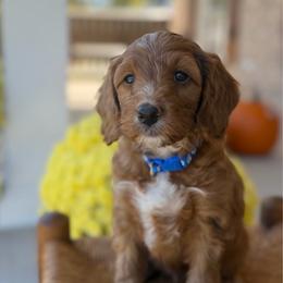 Flannel - Red  male Goldendoodle puppy in Cannon County, Tennessee from Hilltop Doodles and Poodles