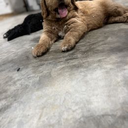 Saint Berdoodle Puppies from Highland Ridge Doodles