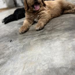 Saint Berdoodle Puppies from Highland Ridge Doodles
