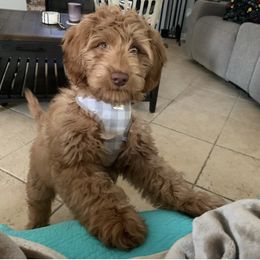 Australian Labradoodle and Labradoodle Puppies from Doodles_Ko