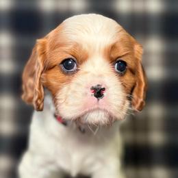 Red Girl - Blenheim female Cavalier King Charles Spaniel puppy in Siloam Springs, Arkansas from Queen Cavaliers