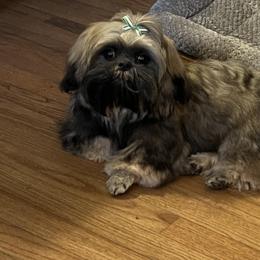 Boy 3 - Sable and white male Shih Tzu puppy in Rock, West Virginia from Willow Tree Haven Shih Tzu