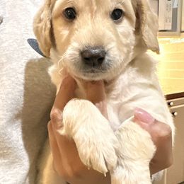 Boy 2 - Cream male Goldendoodle puppy in Gig Harbor, Washington from Sandy’s Goldendoodles