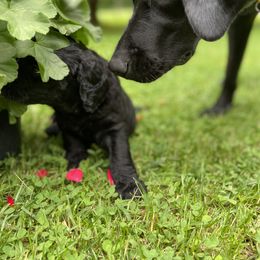 Labradoodle Puppies from Pisgah Creek Doodles