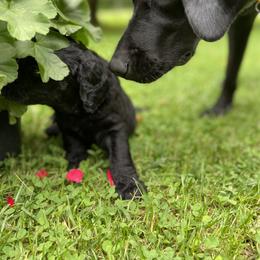 Labradoodle Puppies from Pisgah Creek Doodles