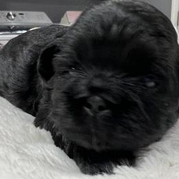 Lovey - Black female Shih Tzu puppy in Winston Salem, North Carolina from Jay&Ray Shih Tzu’s
