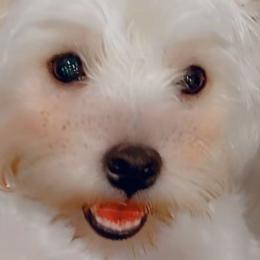 Maddie - West Highland White Terrier