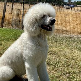 Poodles from Excelsior Standards Poodles