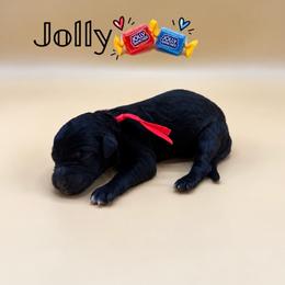 Jolly - Black and white female Aussiedoodle puppy in Paragould, Arkansas from AC Doodles & Corgis