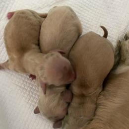 Honey - Cream female Dachshund puppy in Lake Mary, Florida from Lakeside Doxies