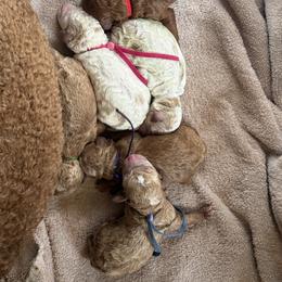 Boy 3 - Apricot male Poodle puppy in Mount Vernon, Illinois from AMC Poodles
