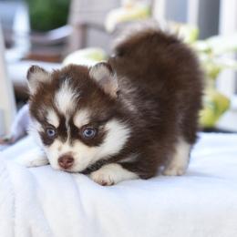Munchkin - Red and white female Pomsky puppy in Coos Bay, Oregon from Ocean View Pomskies
