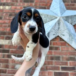 Mochi - Piebald female Dachshund puppy in Westport, Kentucky from Lonestar Creek Farm