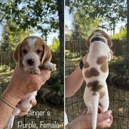 Ginger's Purple - Black fawn and white female Beagle puppy in Brownsville, Oregon from Beagles on the Run