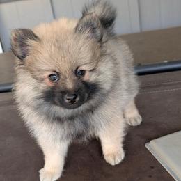 Viking - Cream sable male Pomeranian puppy in Scio, Oregon from Mac Daddy Poms