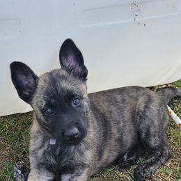 Dutch Shepherd Puppies from MAC K9 Dutch Shepherds