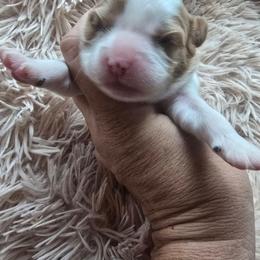 Blenheim girl 2 (mostly white) - Blenheim female Cavalier King Charles Spaniel puppy in Wimberley, Texas from Amazing AKC Puppies