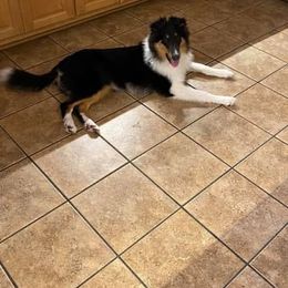 Collie All Grown Up from Caleb’s Collies
