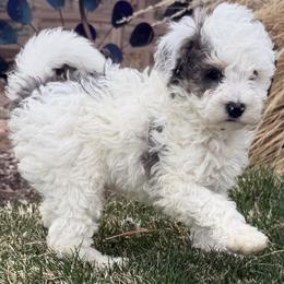 River - Grey and white male Bernedoodle puppy in Larimer County, Colorado from Puppy Love Doodles