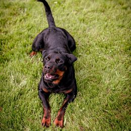 Arti - Rottweiler