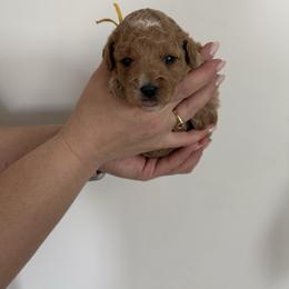 Yellow - Apricot female Goldendoodle puppy in Meridian, Idaho from Goldendoodle of Idaho