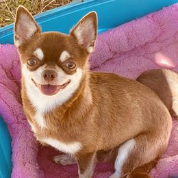 Tootsie - Chihuahua