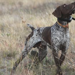 German Shorthaired Pointers and Vizslas from Big Country Kennels