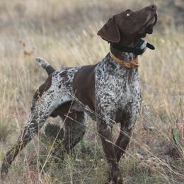 German Shorthaired Pointers and Vizslas from Big Country Kennels