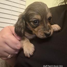Saga - Cream female Dachshund puppy in Mobile, Alabama from Ruff Patch Doxie Den