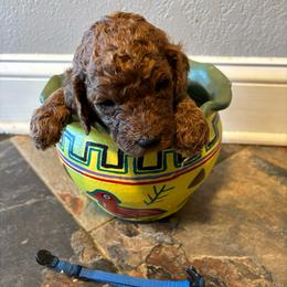 Blue collar - Red  male Poodle puppy in Henagar, Alabama from Windy Oak Kennels