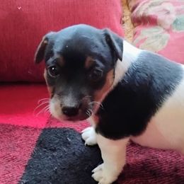 Toffee - Tri-color male Jack Russell Terrier puppy in London, Kentucky from Whitehouse Jack Russells