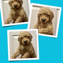 Kismet - Apricot male Goldendoodle puppy in Bluefield, Virginia from Love on a Leash