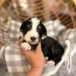 Coral - Tri-color female Bernedoodle puppy in Las Vegas, Nevada from Dose of Doodles