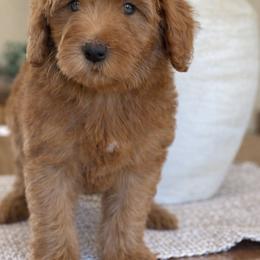 Mikey - blue - Red  male Goldendoodle puppy in Yuciapa, California from AlltheDoodlez_