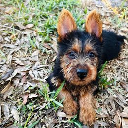 Girl 7 - Blue and tan Australian Terrier puppy in Riverview, Florida from Breezeswept Kennel