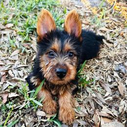Girl 7 - Blue and tan Australian Terrier puppy in Riverview, Florida from Breezeswept Kennel