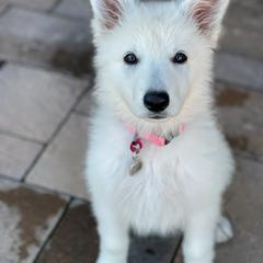 Berger Blanc Suisse Puppies from Absolute Dream White Swiss Shepherds